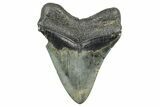 Fossil Megalodon Tooth - South Carolina #371768-2